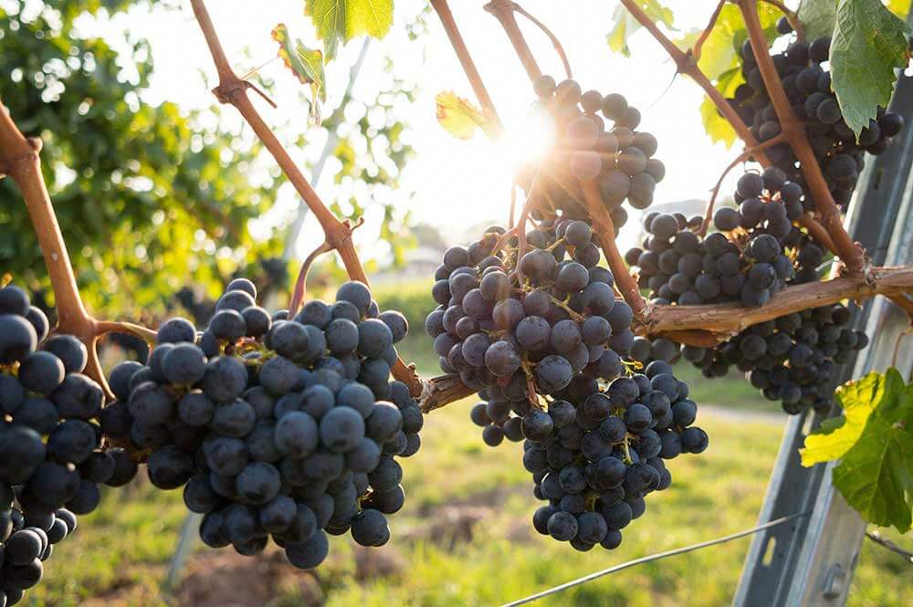 Vineyard in the sunlight