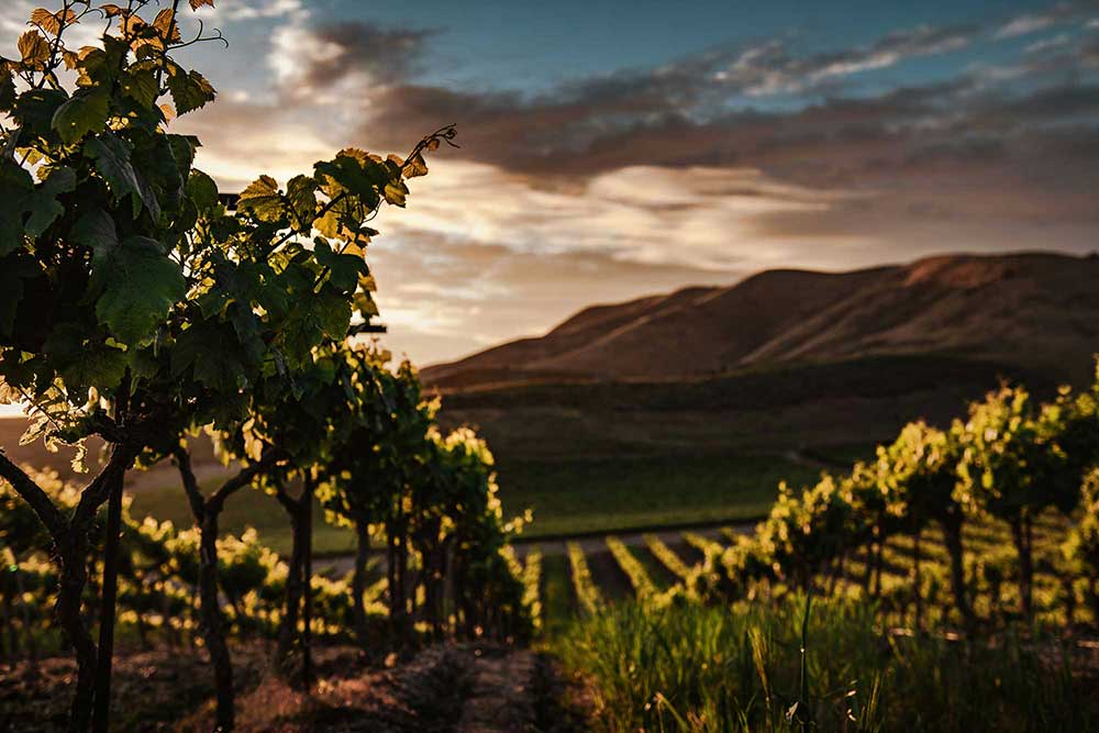 Vineyard rows at sunset