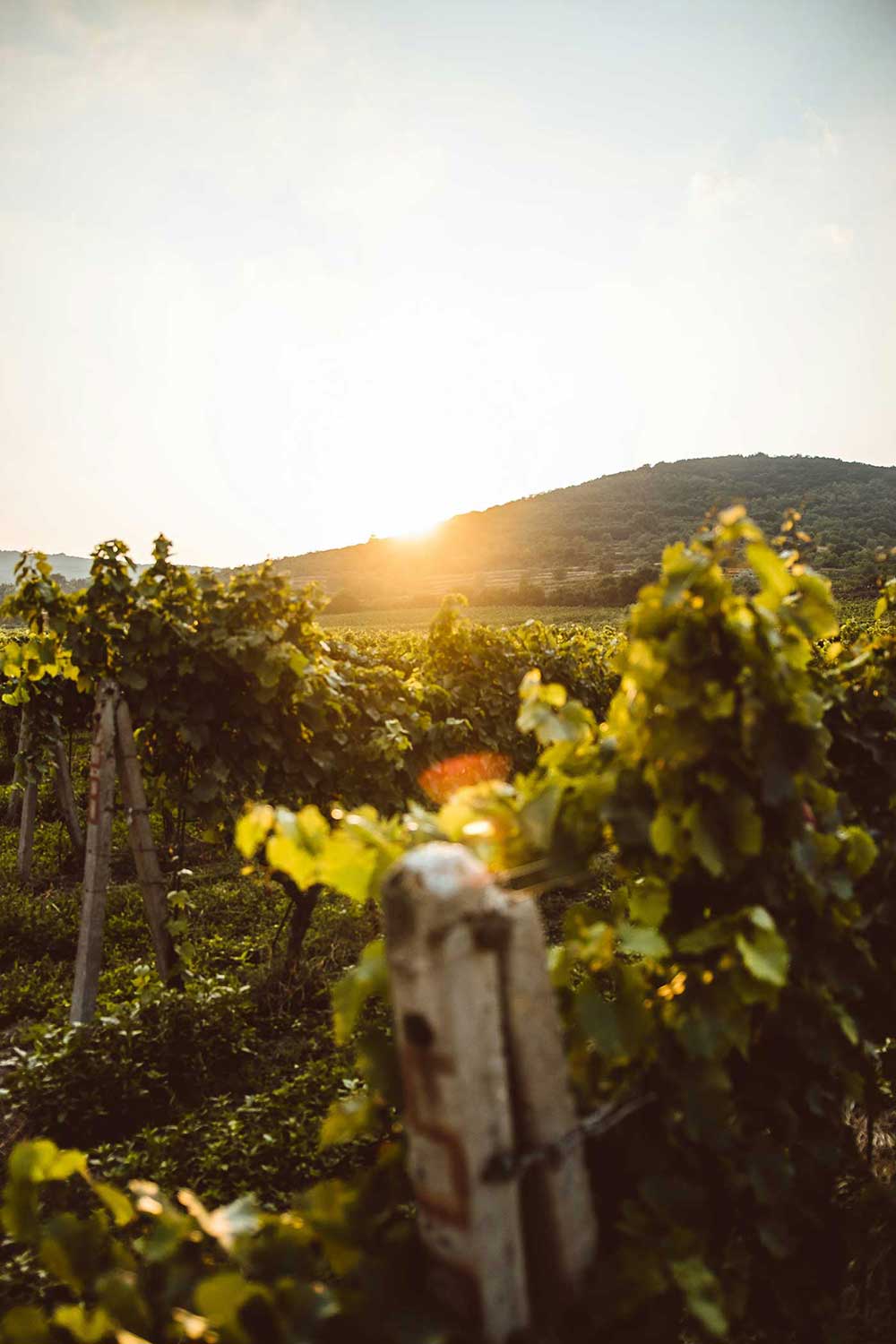 Vineyard at golden hour